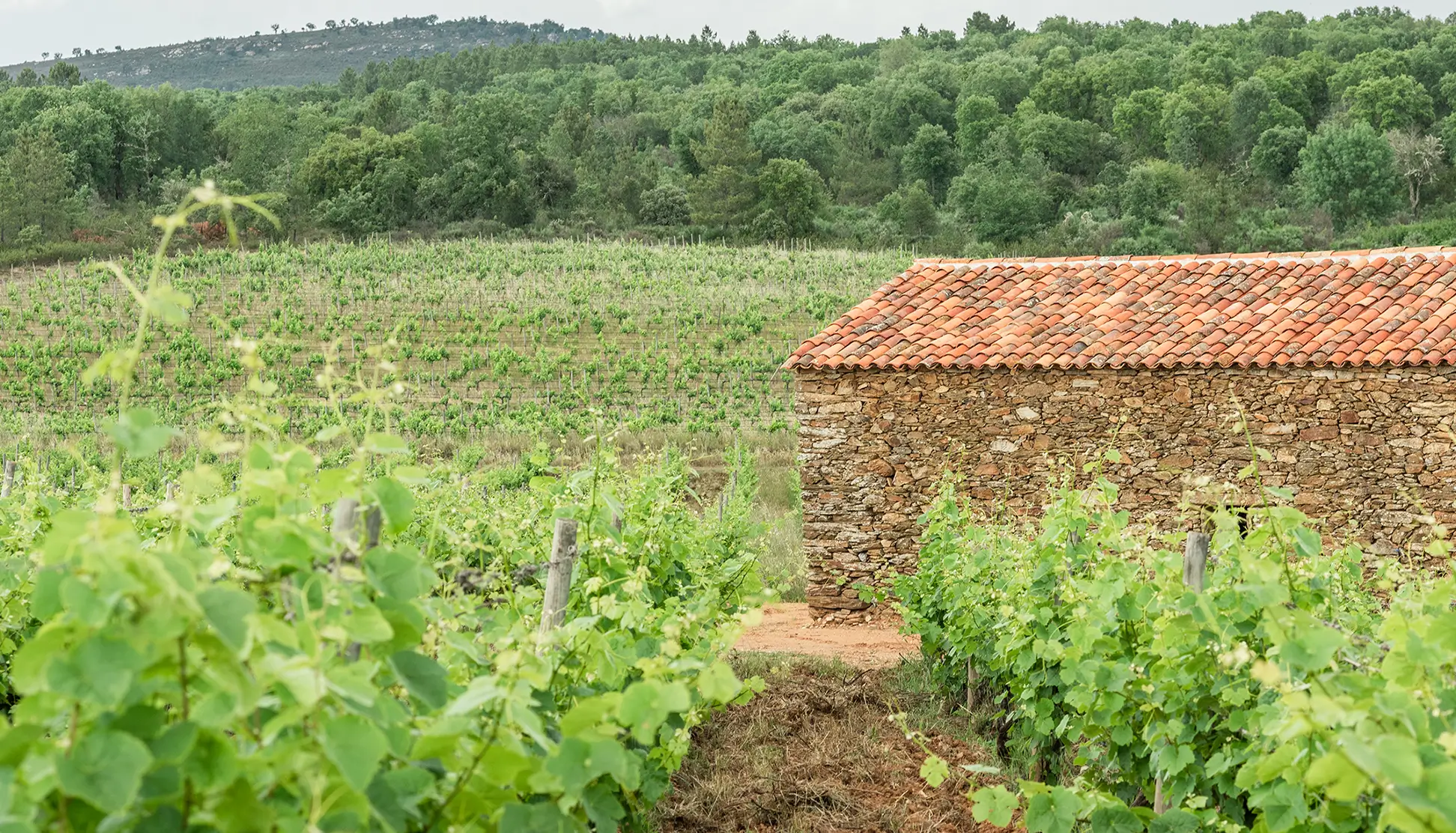 eb255985-4d71-4cf0-b597-527b1b1817aa